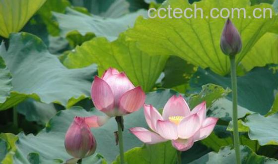 荷花对人有什么好处和作用-0