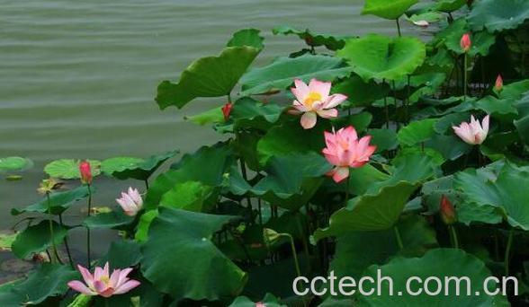 荷花对人有什么好处和作用-1