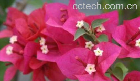 三角梅扦插时间和方法-0