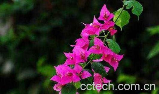 三角梅扦插时间和方法-1