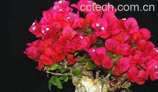 三角梅怎么养才开花好 三角梅用办法开花最快-1