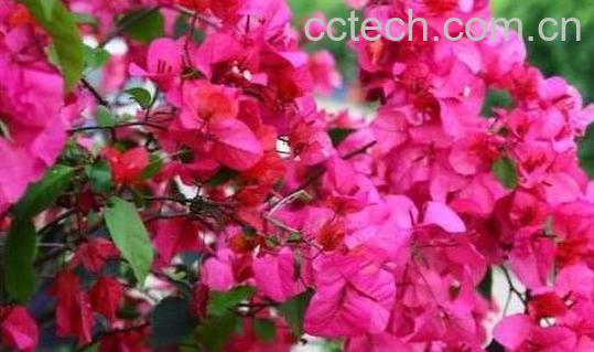 三角梅怎么养才开花好 三角梅用办法开花最快-0