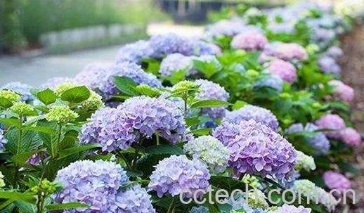 绣球花怎么养殖 绣球花的扦插方法-0