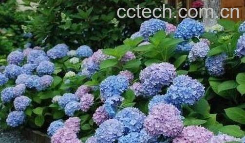 土绣球和洋绣球的区别 绣球花怎么养-0