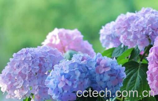 绣球花怎么养殖 绣球花的扦插方法-1