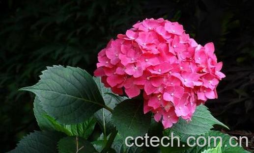 土绣球和洋绣球的区别 绣球花怎么养-1