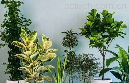 家里千万不能养的6种花-0