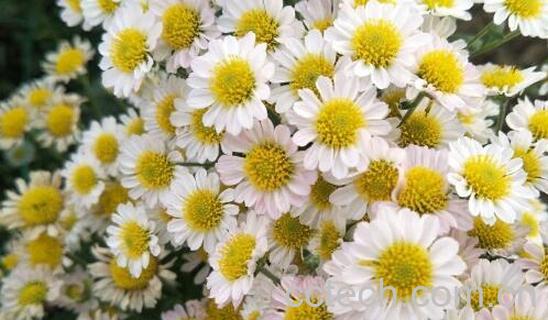 野菊花怎么种植 野菊花种植方法技巧-0