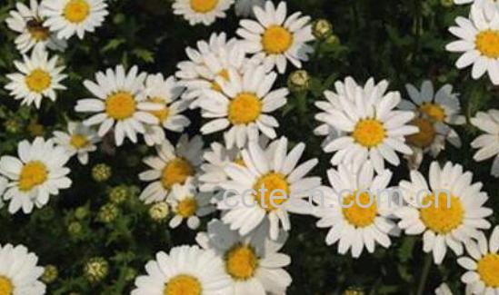 野菊花怎么种植 野菊花种植方法技巧-1