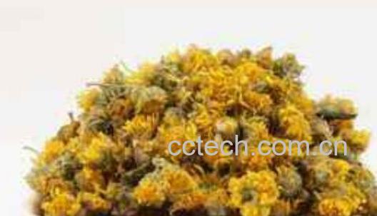 野菊花的功效与作用 野菊花的危害-1