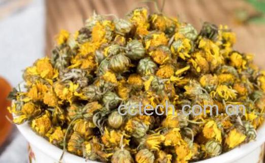 野菊花的功效与作用 野菊花的危害-0