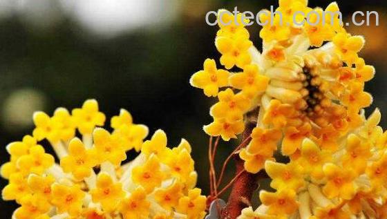 结香花怎么养 结香花的养殖方法-0