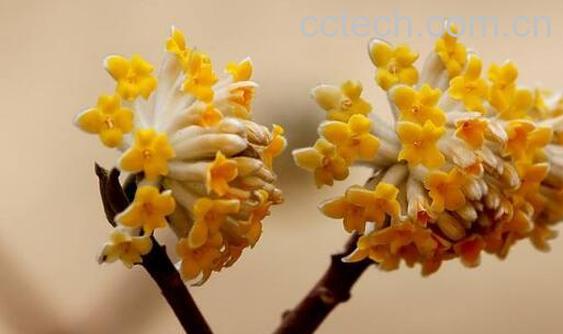 结香花怎么养 结香花的养殖方法-1