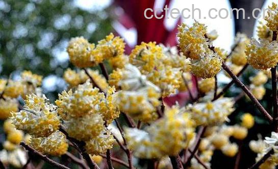 结香花怎么扦插 结香花的扦插繁殖技巧-0