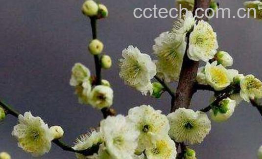 绿梅花和白梅花的功效与作用-0