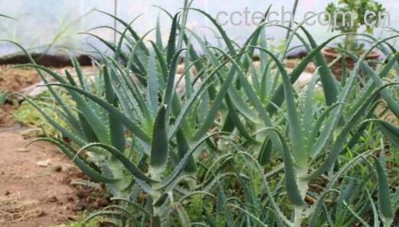 木立龙爪的功效与作用-0