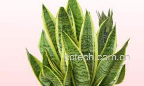 虎皮兰的养殖方法 养殖虎皮兰的注意事项-0