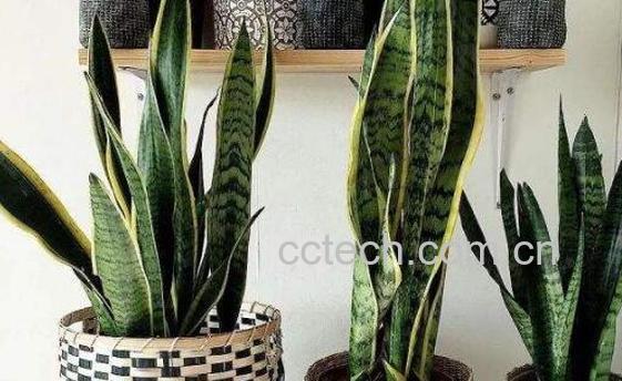 虎皮兰的养殖方法 养殖虎皮兰的注意事项-1