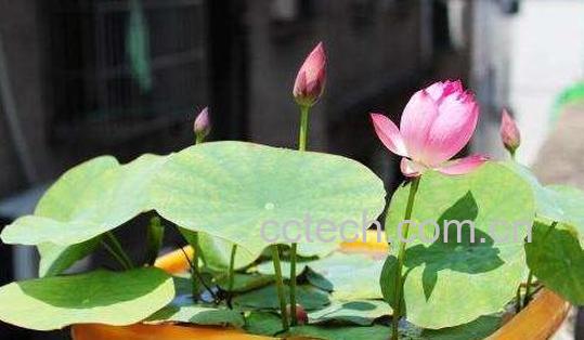 如何养碗莲 碗莲的种植方法-0