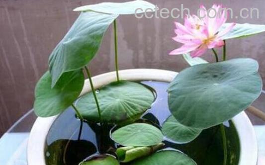 如何养碗莲 碗莲的种植方法-1