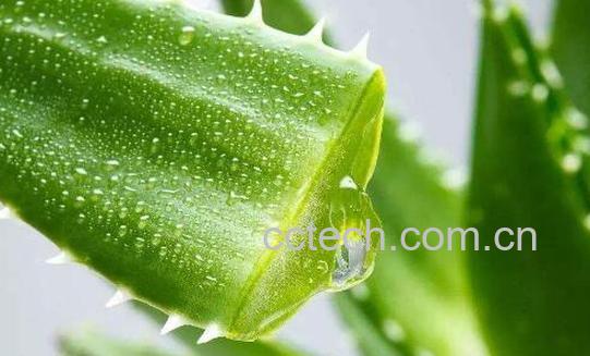 芦荟外敷的作用与功效 芦荟外敷的好处-1