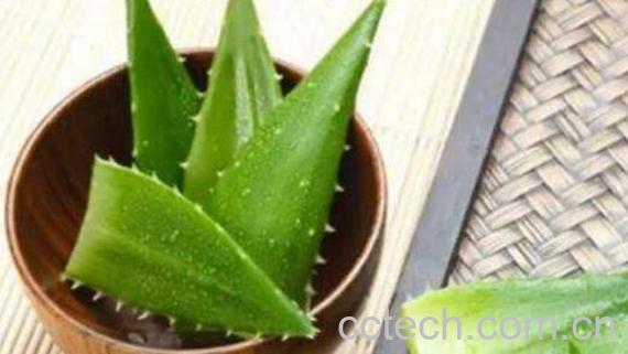 芦荟外敷的作用与功效 芦荟外敷的好处-0