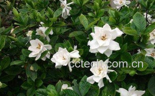 栀子花的养殖方法 养殖栀子花要注意什么-0