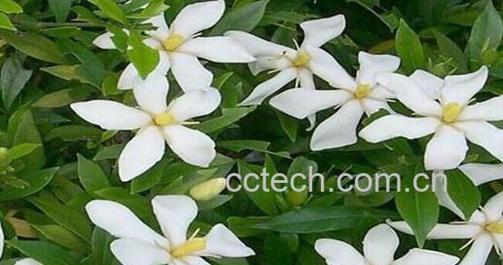 栀子花的养殖方法 养殖栀子花要注意什么-1