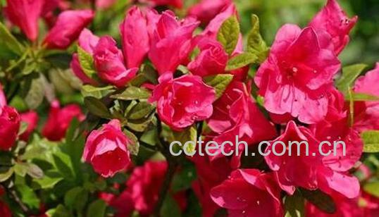 杜鹃花怎么养 杜鹃花的养殖方法-1