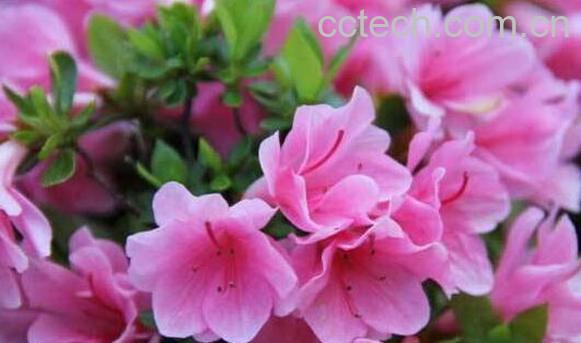 杜鹃花怎么养 杜鹃花的养殖方法-0