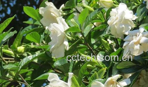 栀子花浇水的正确方法-0