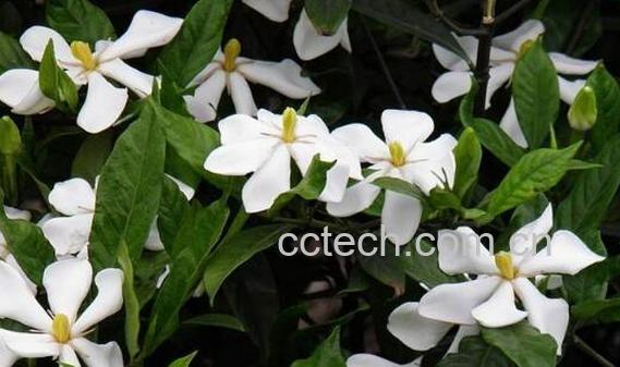 栀子花怎么养 栀子花的养殖方法-0