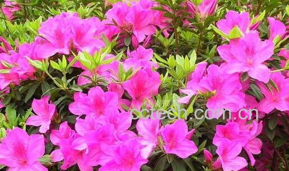 杜鹃花怎么养 杜鹃花的养殖方法和注意事项-0