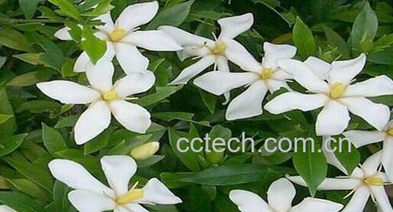 栀子花怎么养 栀子花的养殖方法-1