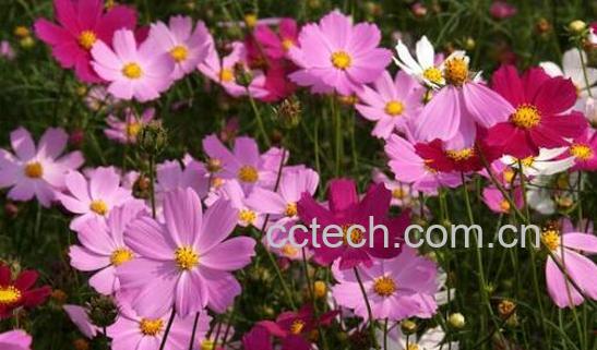 波斯菊的种植方法和注意事项-0