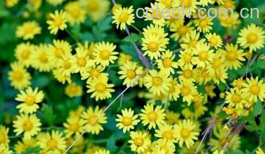 香菊的功效与作用-0