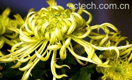 香菊的功效与作用-1