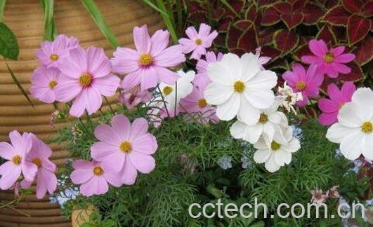 波斯菊的种植方法和注意事项-1