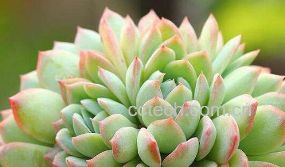 多肉植物怎么养 多肉植物的养殖方法与注意事项-0