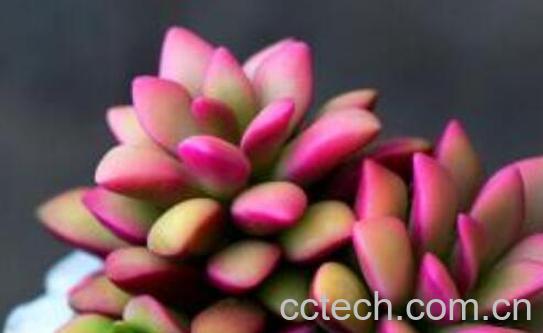 多肉植物怎么养 多肉植物的养殖方法与注意事项-1