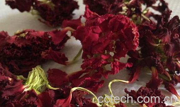 康仙花的功效与作用及禁忌-0