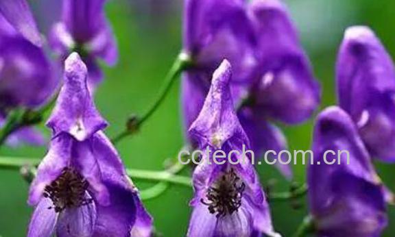 附子花的功效与作用及危害-0