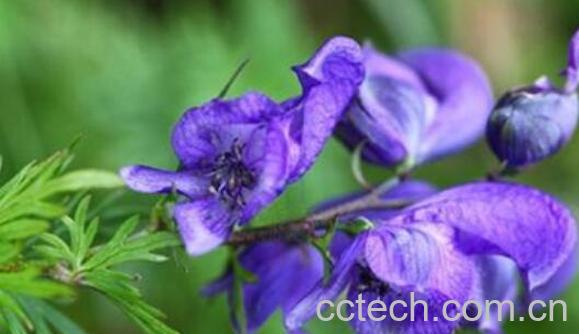 附子花的功效与作用及危害-1