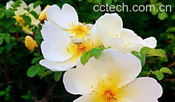 野玫瑰的功效与作用及禁忌-0