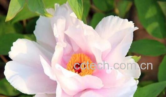 牡丹花泡水有什么功效-0