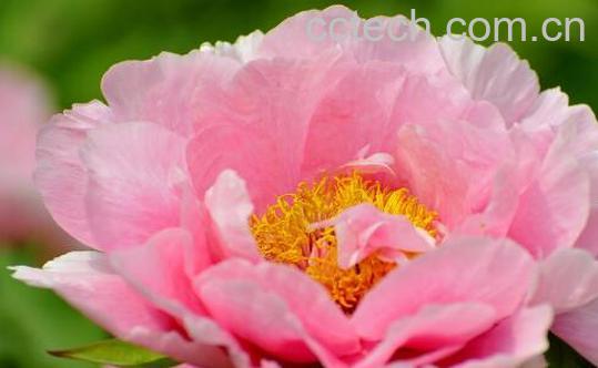 牡丹花泡水有什么功效-1