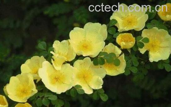 野玫瑰的功效与作用及禁忌-1