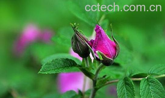 野玫瑰花的功效与作用-1