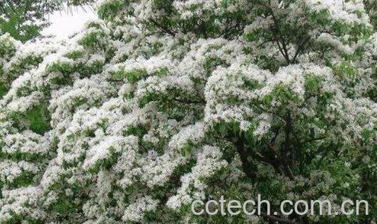 什么是流苏树 流苏树的药用价值-0