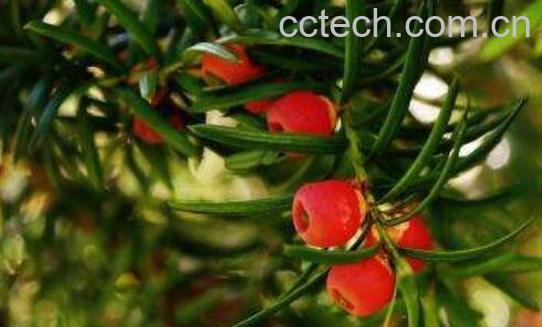 红豆杉木的功效与作用 红豆杉的八大功效-0